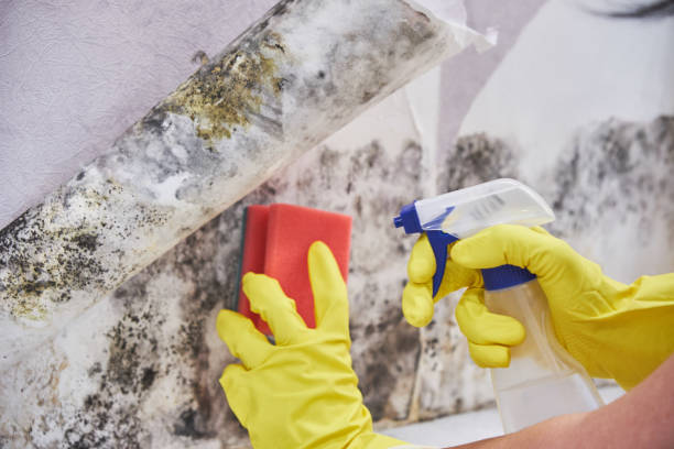 Best Environmental Consulting for Mold Prevention  in Glenville, WV